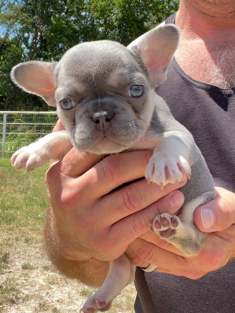 frenchie puppy